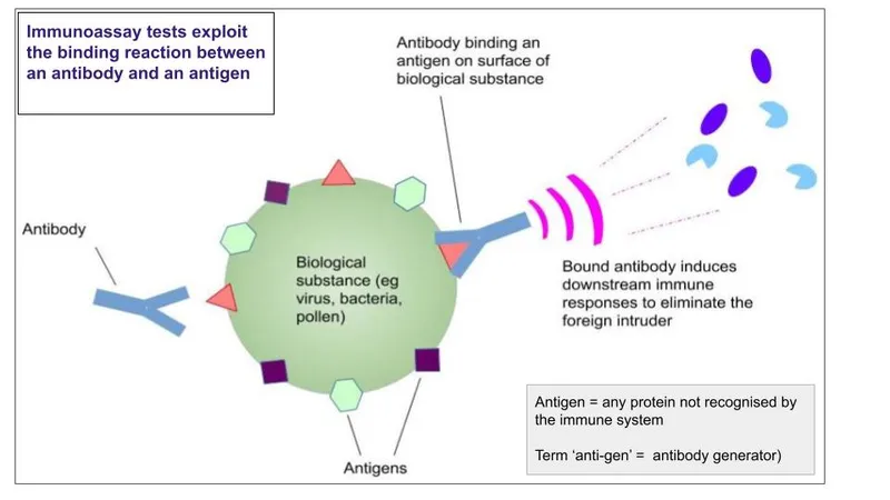 Antibody-Antigen Binding in Immunoassays