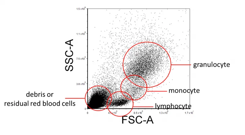 Flow cytometry dot plot showing cell gating