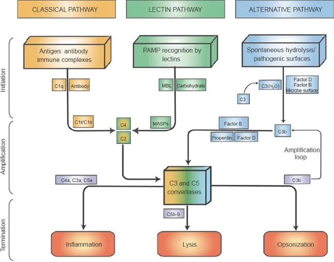 Complement System Activation Pathways and Outcomes