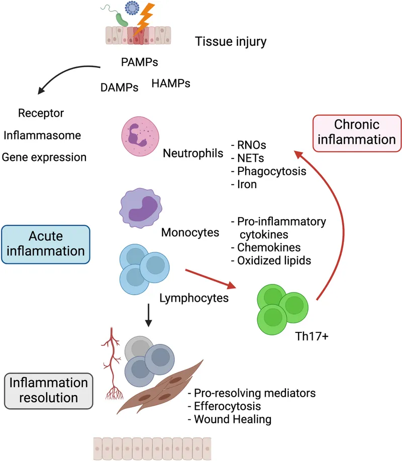 Inflammation process diagram