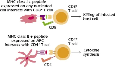 MHC Class I and II interactions with T-cells