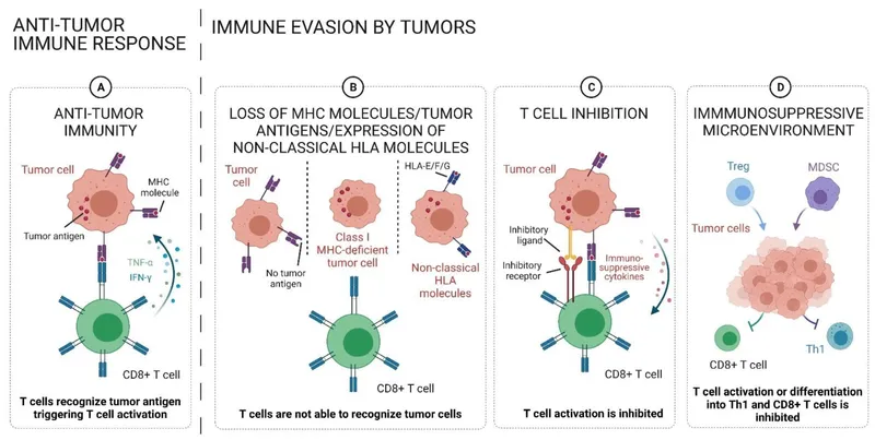 Tumor immune evasion mechanisms