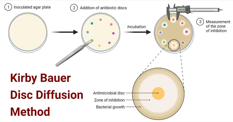 Kirby-Bauer test showing zones of inhibition