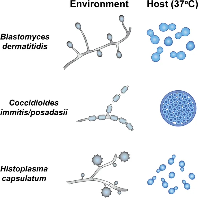 Dimorphic Fungi: Environmental vs. Host Forms
