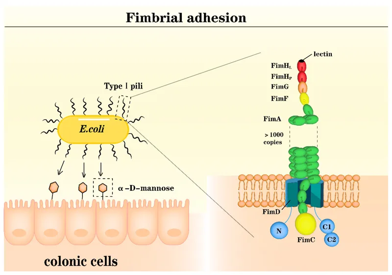 E. coli fimbrial adhesion to colonic cells
