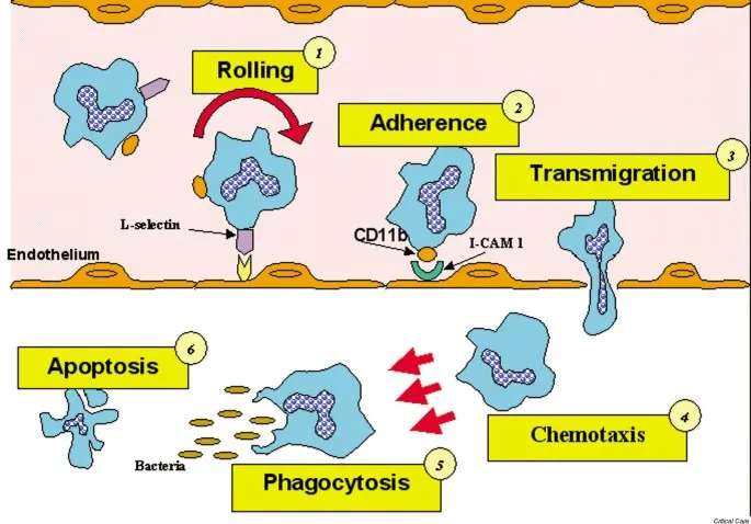 Leukocyte Extravasation and Phagocytosis