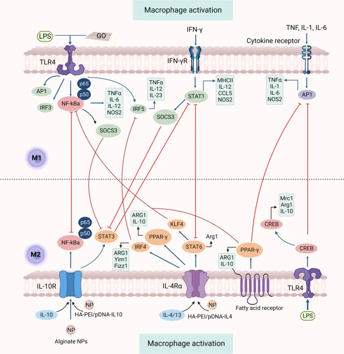 Macrophage M1 and M2 Activation Pathways