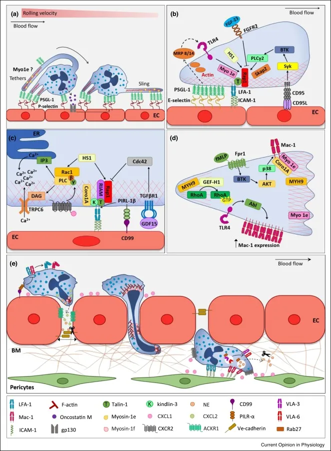Neutrophil extravasation cascade and molecular mechanisms