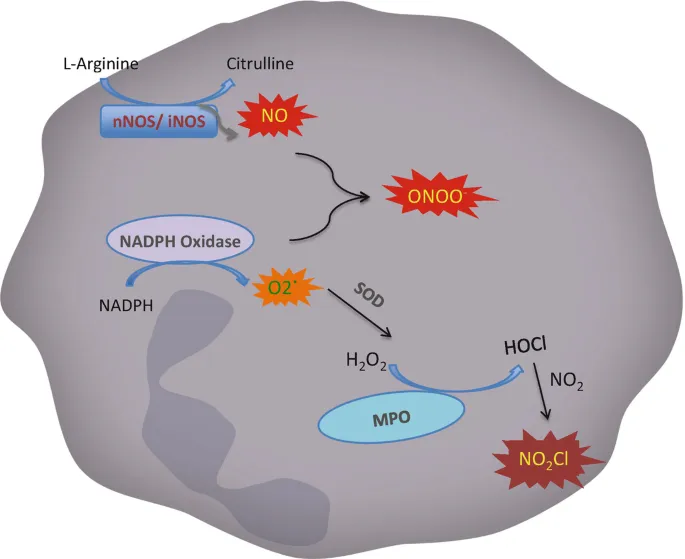 Reactive Oxygen Species Generation in Neutrophils