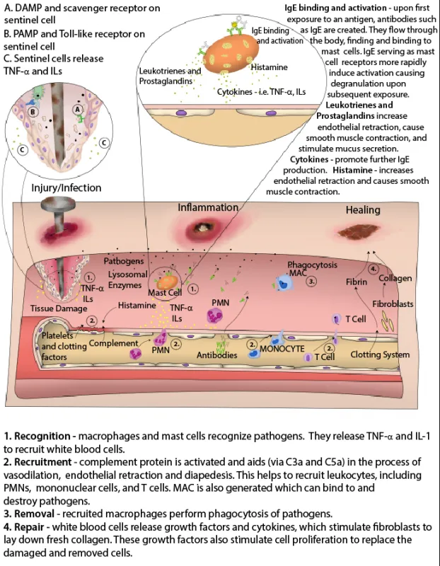 Inflammation: Chemical Mediators and Cellular Response