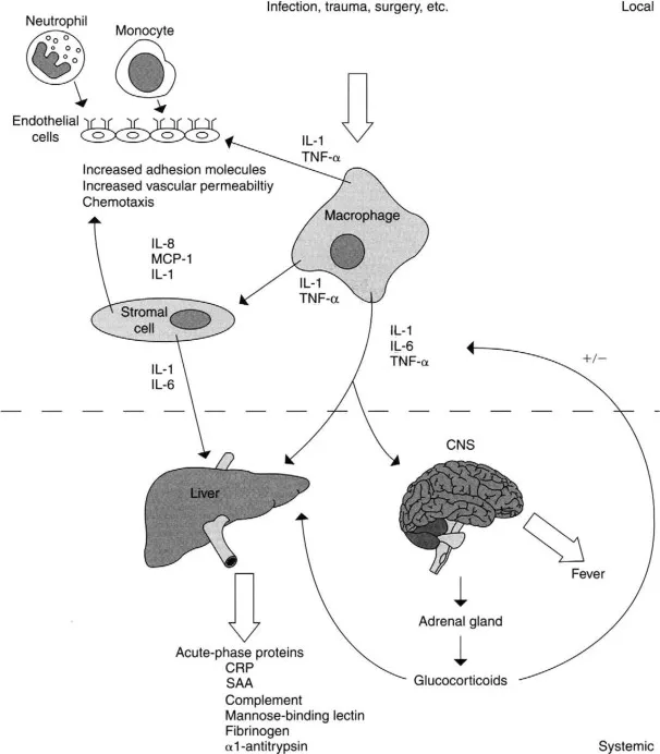 Systemic effects of inflammation