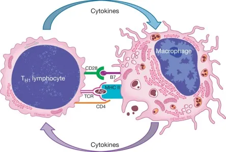 T-H1 Lymphocyte and Macrophage Interaction in Inflammation