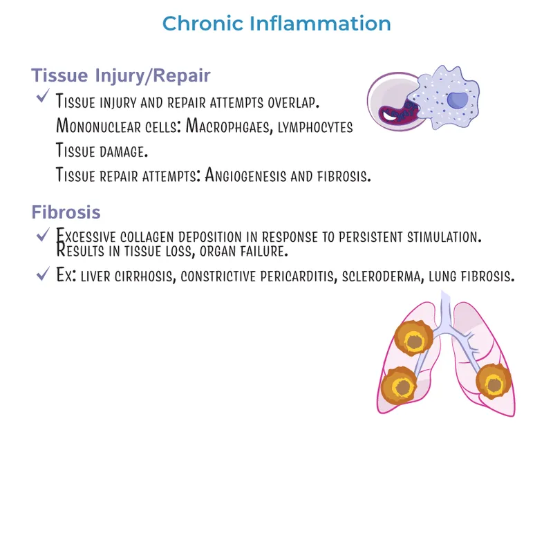 Chronic Inflammation: Tissue Injury/Repair and Fibrosis