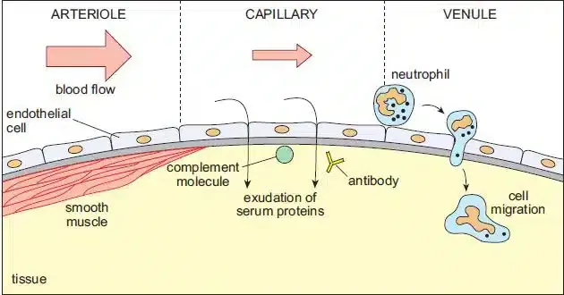 Vascular events in acute inflammation