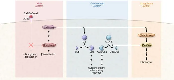 Kinin, Complement, Coagulation Systems in Inflammation
