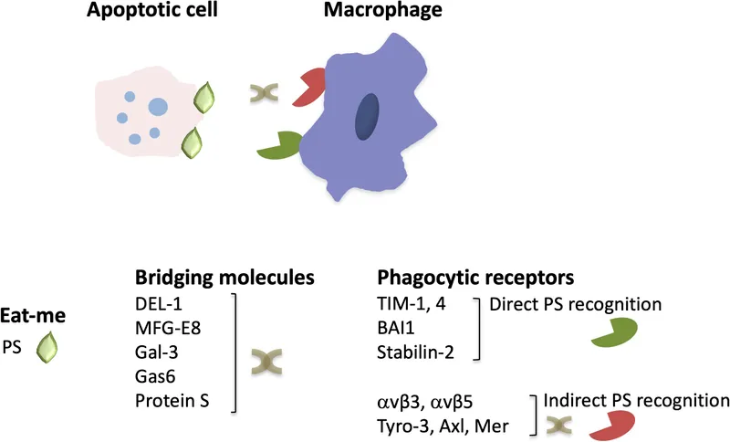 Phagocytosis of apoptotic cells