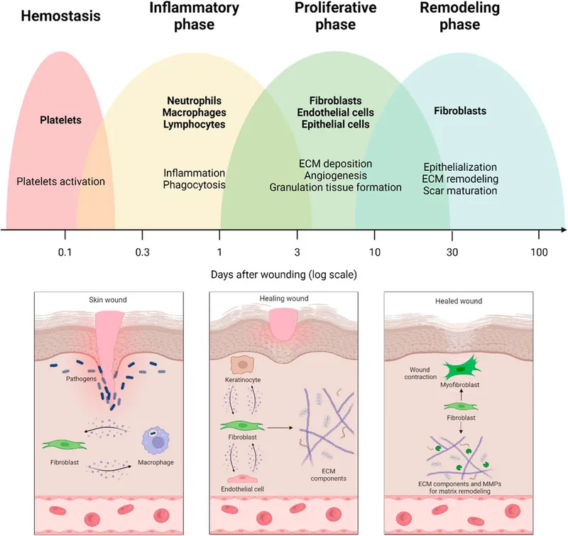 Wound healing phases: timeline, cells, processes