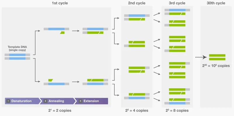 PCR Cycle: Denaturation, Annealing, Extension