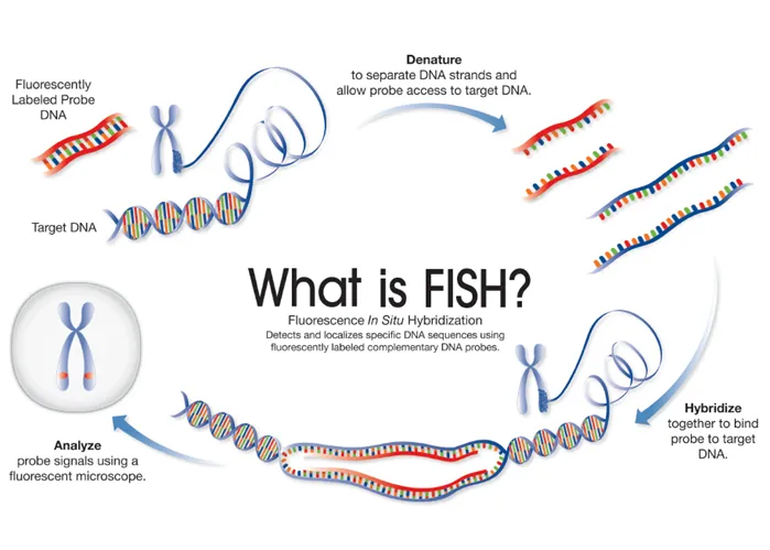 FISH process diagram