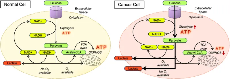 Metabolic differences in cancer cells