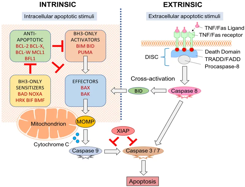 Intrinsic and Extrinsic Apoptosis Pathways