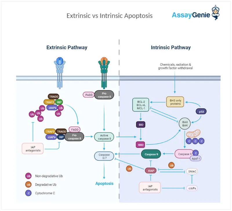 Apoptosis Pathways Diagram
