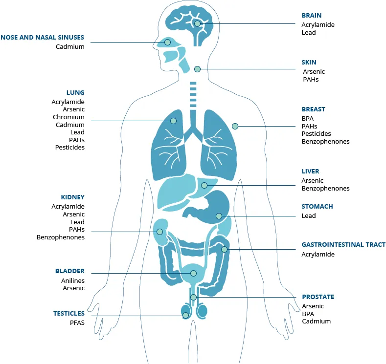 Carcinogens and Target Organs