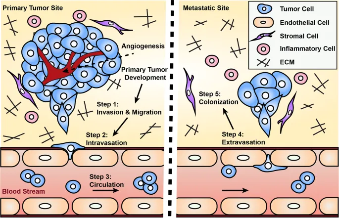 Metastatic cascade: invasion, intravasation, extravasation