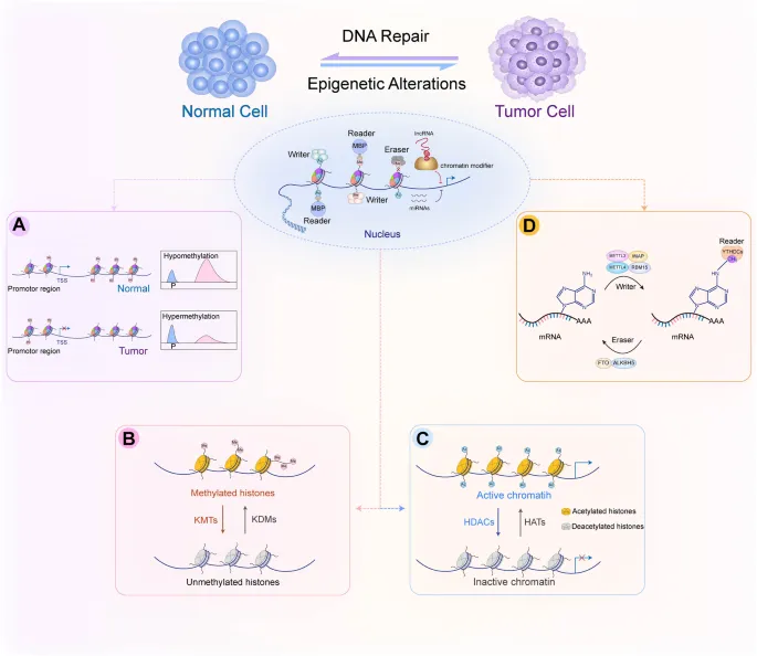 Epigenetic mechanisms in cancer development