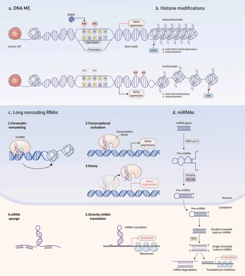 Epigenetic Mechanisms in Cancer: DNA, Histone, and RNA