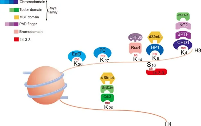 Histone modifications and binding proteins