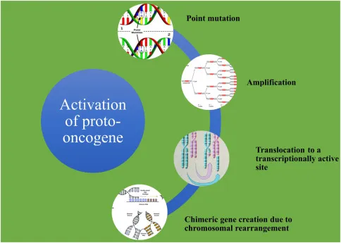 Oncogene Activation Mechanisms