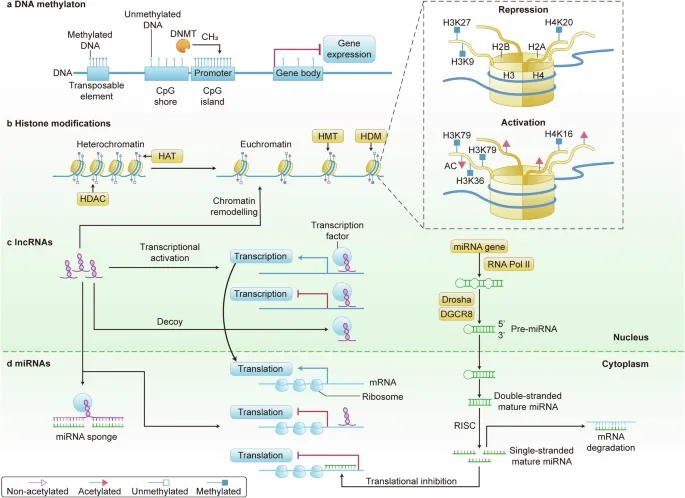 Epigenetic gene regulation mechanisms in cancer