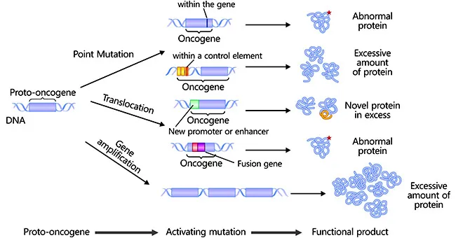 Oncogene Activation Mechanisms
