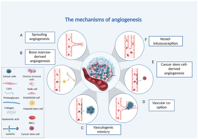 Mechanisms of Angiogenesis in Cancer