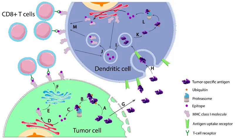 Tumor antigen processing and presentation to T cells