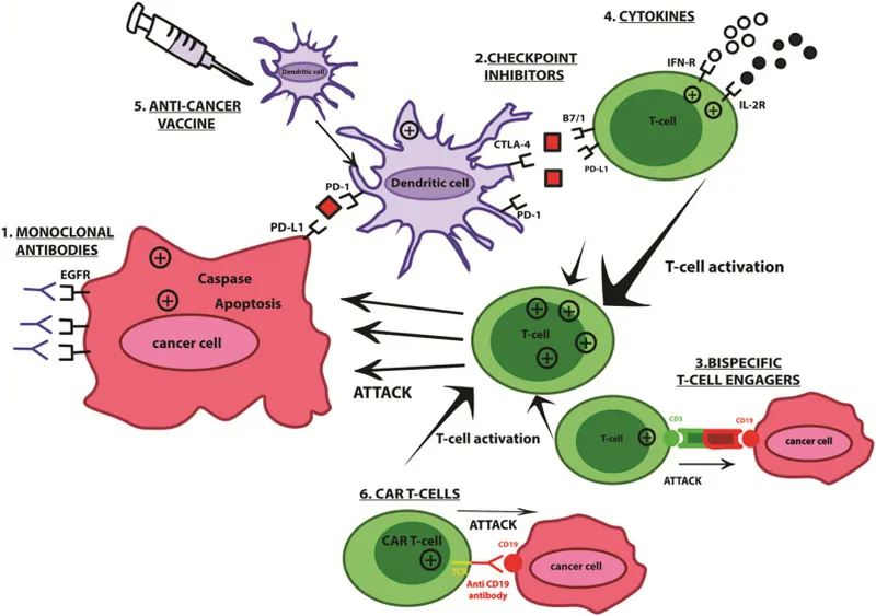 Mechanisms of Cancer Immunotherapy