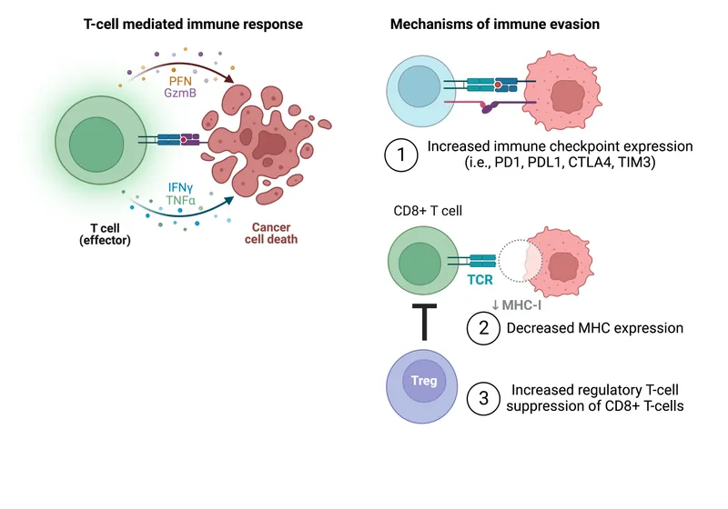 Tumor Immune Evasion Mechanisms