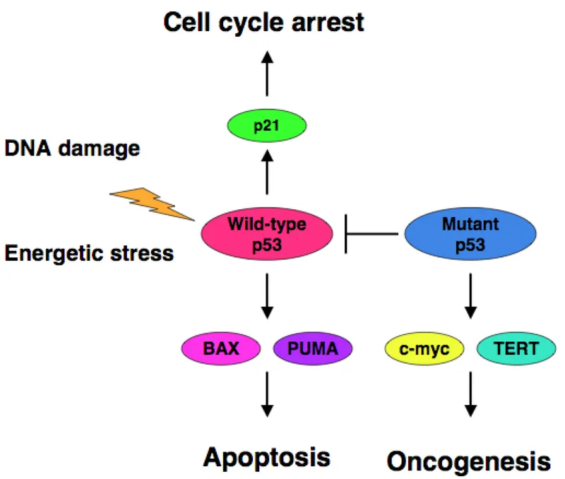 p53 pathway: wild-type vs. mutant effects