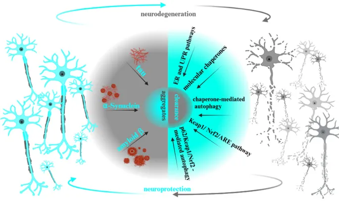 Protein aggregates and clearance in neurodegeneration