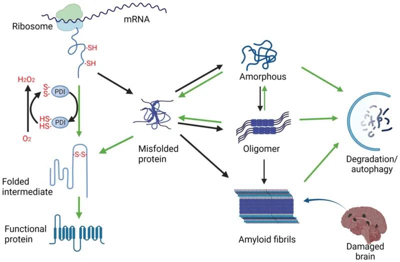 Protein Misfolding, Aggregation, and Fibril Formation