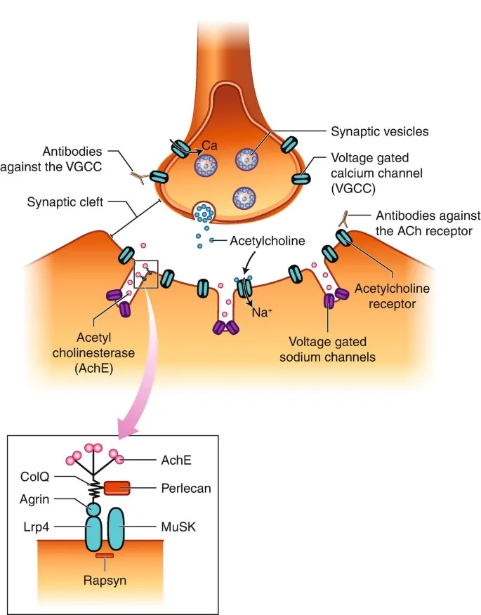 Antibodies in Neuromuscular Junction Diseases
