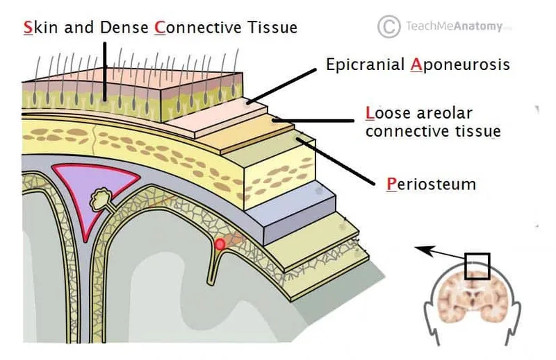 Layers of the Scalp Diagram