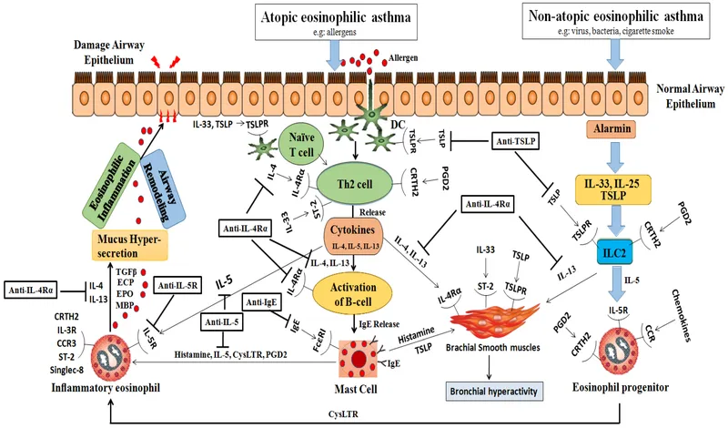 Asthma Pathophysiology: Atopic vs. Non-Atopic Mechanisms