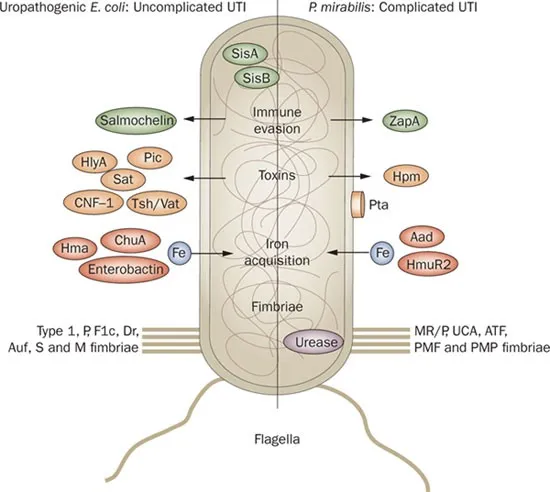 Bacterial virulence factors in UTIs