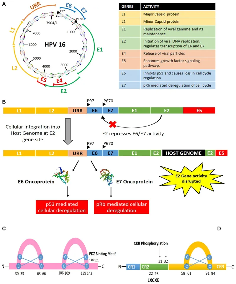 HPV 16 genome, integration, and E6/E7 oncoprotein action