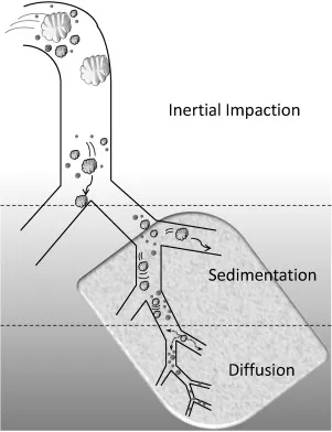 Particle deposition in respiratory tract by size/mechanism
