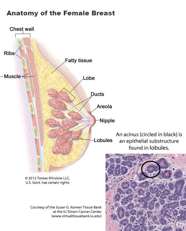 Anatomy of the Female Breast with TDLU Histology