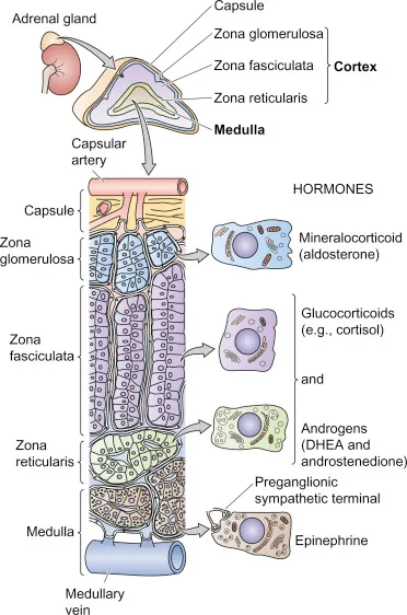 Adrenal Gland: Cortex and Medulla Zones with Hormones
