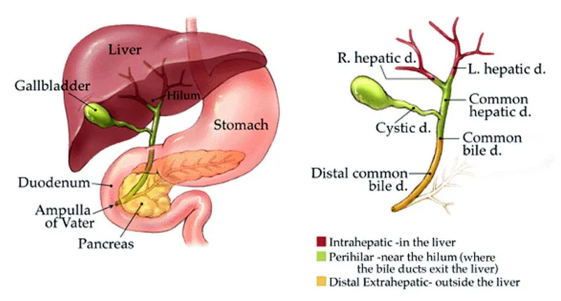 Anatomy of the Gallbladder and Biliary Tree